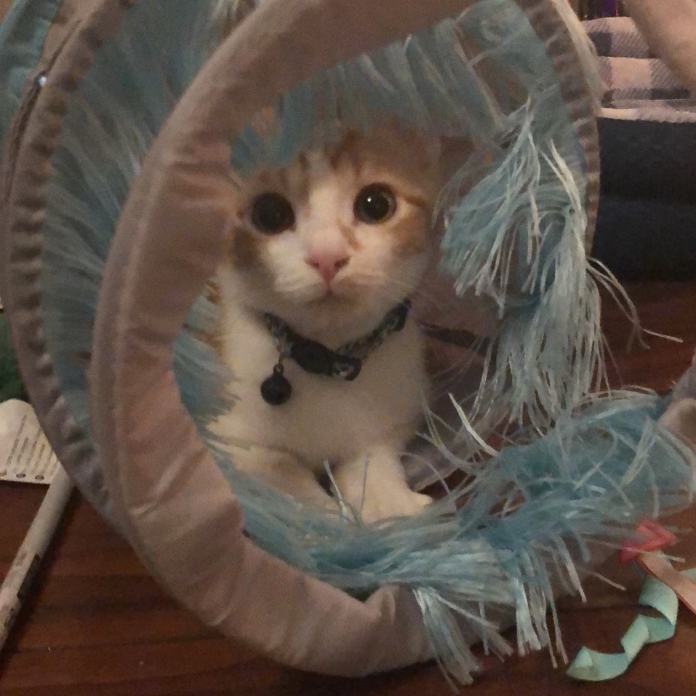 Meet your Posher, Candy